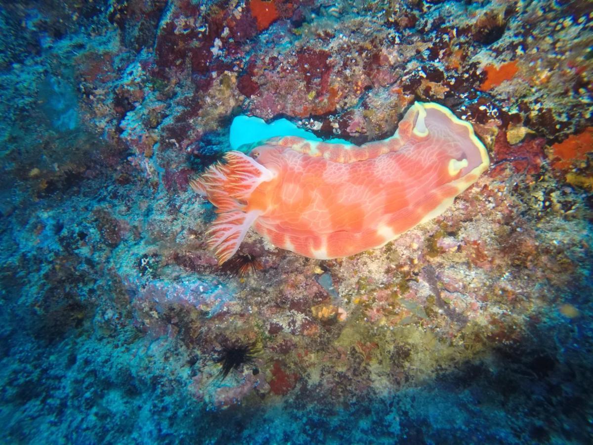 Utende Dive Planet Mafia Island מראה חיצוני תמונה